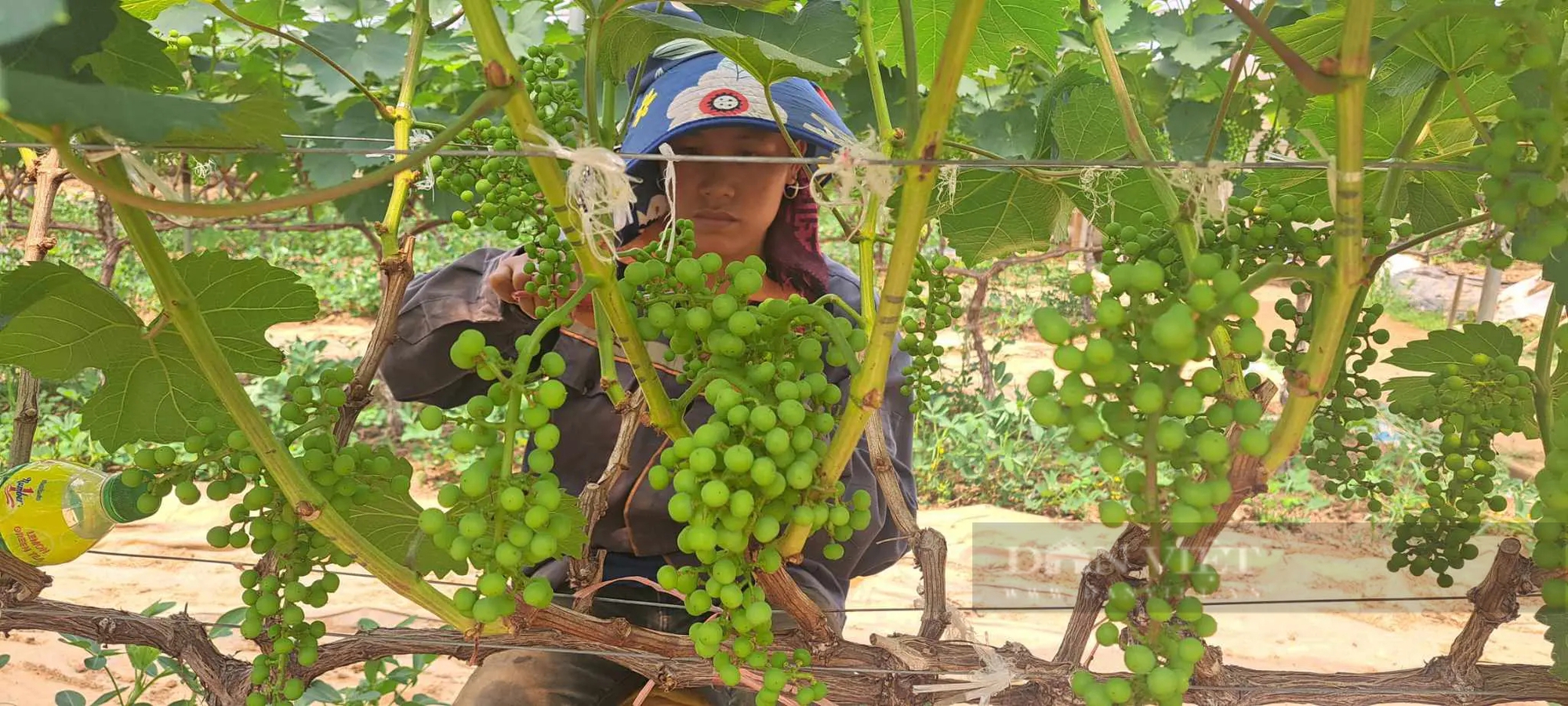 Trồng nho ở Sơn La kiểu gì mà vô vườn nhìn đâu cũng thấy trái, hái 150ha, nông dân "bỏ túi" bộn tiền- Ảnh 4.