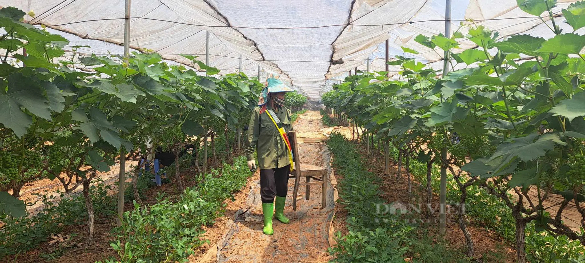 Trồng nho ở Sơn La kiểu gì mà vô vườn nhìn đâu cũng thấy trái, hái 150ha, nông dân "bỏ túi" bộn tiền- Ảnh 5.