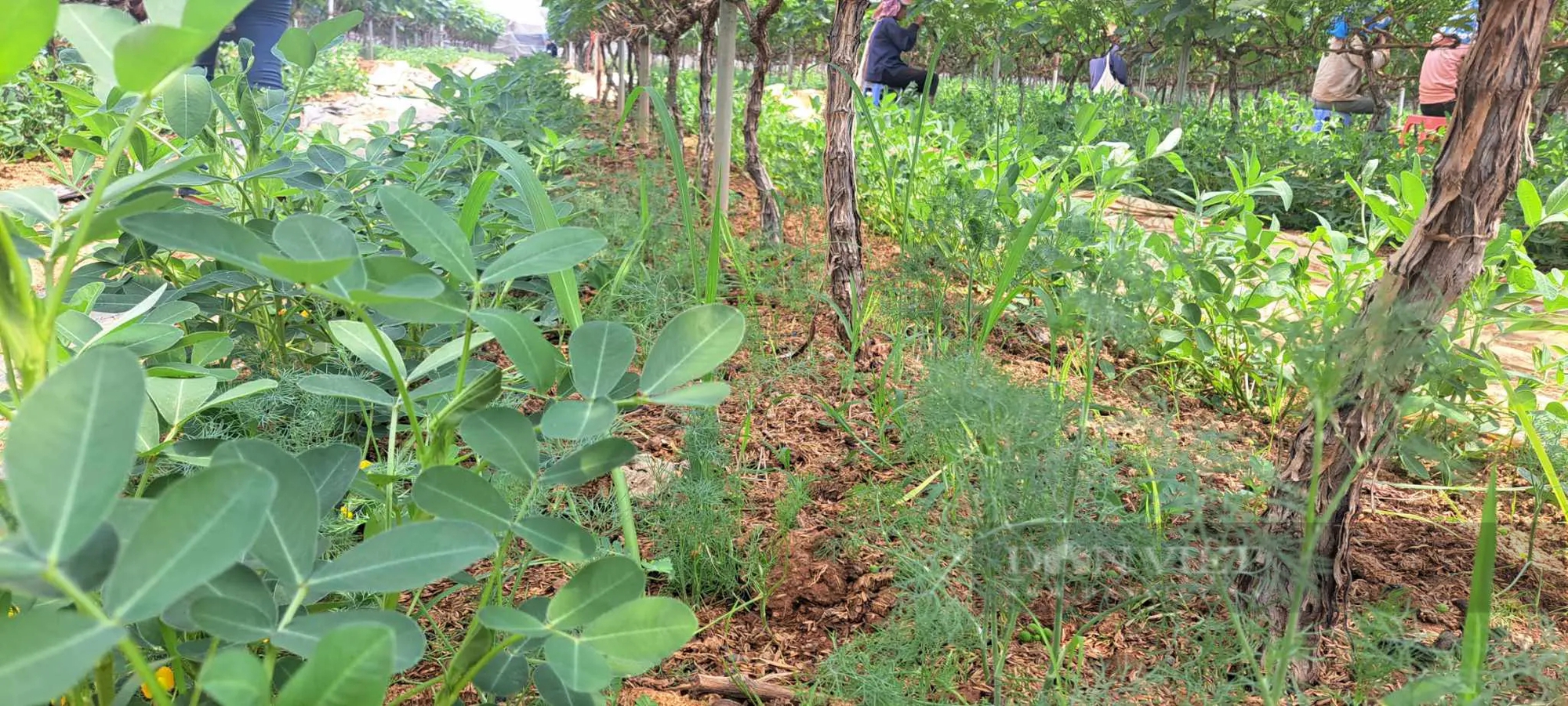 Trồng nho ở Sơn La kiểu gì mà vô vườn nhìn đâu cũng thấy trái, hái 150ha, nông dân "bỏ túi" bộn tiền- Ảnh 7.