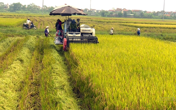 Dự thảo Nghị định về đất trồng lúa: Tăng hỗ trợ, giữ vững 3,5 triệu ha đất trồng lúa