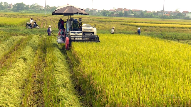Dự thảo Nghị định về đất trồng lúa: Tăng hỗ trợ, giữ vững 3,5 triệu ha đất trồng lúa- Ảnh 1.