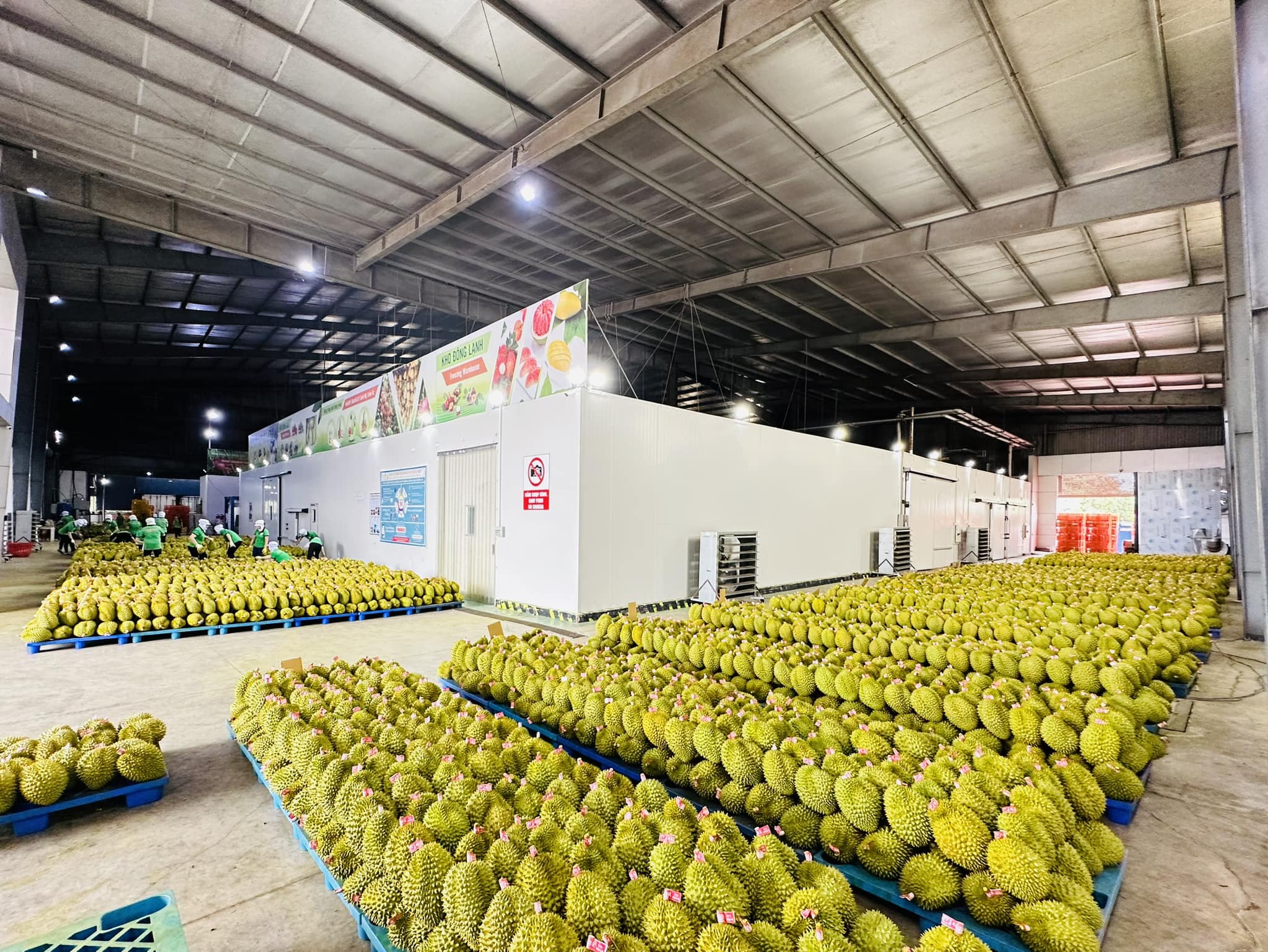 Vượt Philippines, Việt Nam đang trở thành nguồn cung lớn nhất một loại trái cây bổ dưỡng cho Trung Quốc- Ảnh 1.