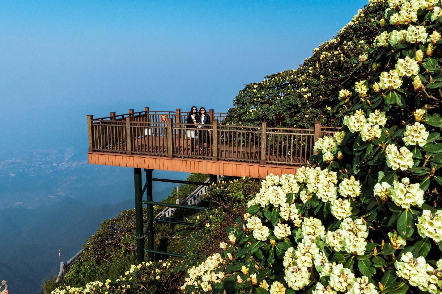 Đường hoa Đỗ quyên trên đỉnh Fansipan đẹp tựa chốn thiên đường, hút hàng nghìn lượt khách check in- Ảnh 8.