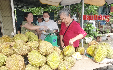 Trồng sầu riêng, bán giá cao chót vót, trúng đậm, vậy sao nhà vườn miền Tây còn lo điều gì?