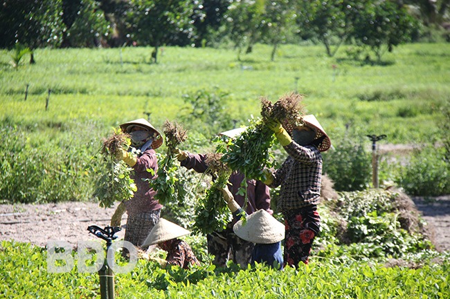Dân một huyện ở Bình Định đang ra đồng nhổ bật thứ cây này lên, thấy củ nhiều lúc lỉu- Ảnh 1.