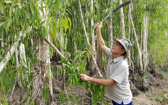 Trồng rừng cây gì mà một ông nông dân Cà Mau thành tỷ phú