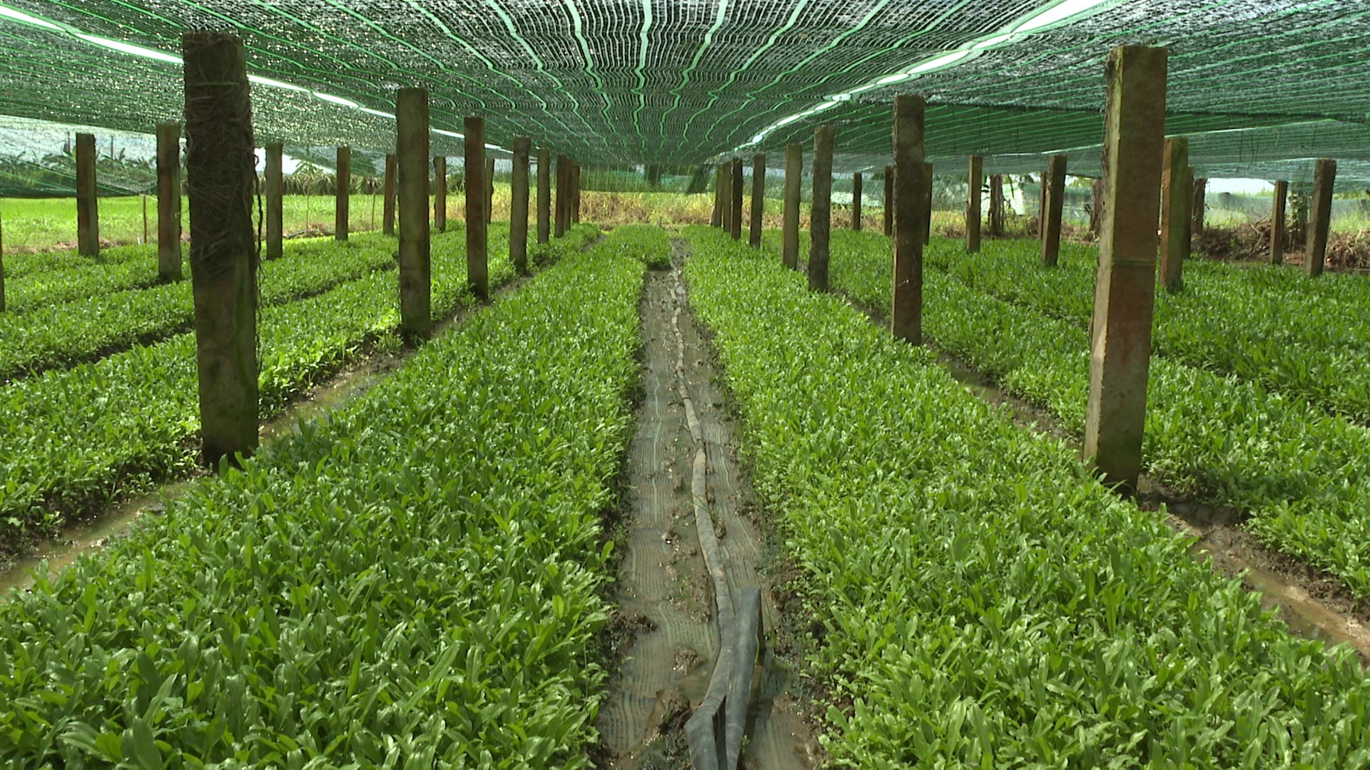 Thứ rau mới trồng tốt um, xước một tí thơm khắp đồng ở Bình Thuận, thu nhập cao hơn 10 lần so với lúa- Ảnh 3.