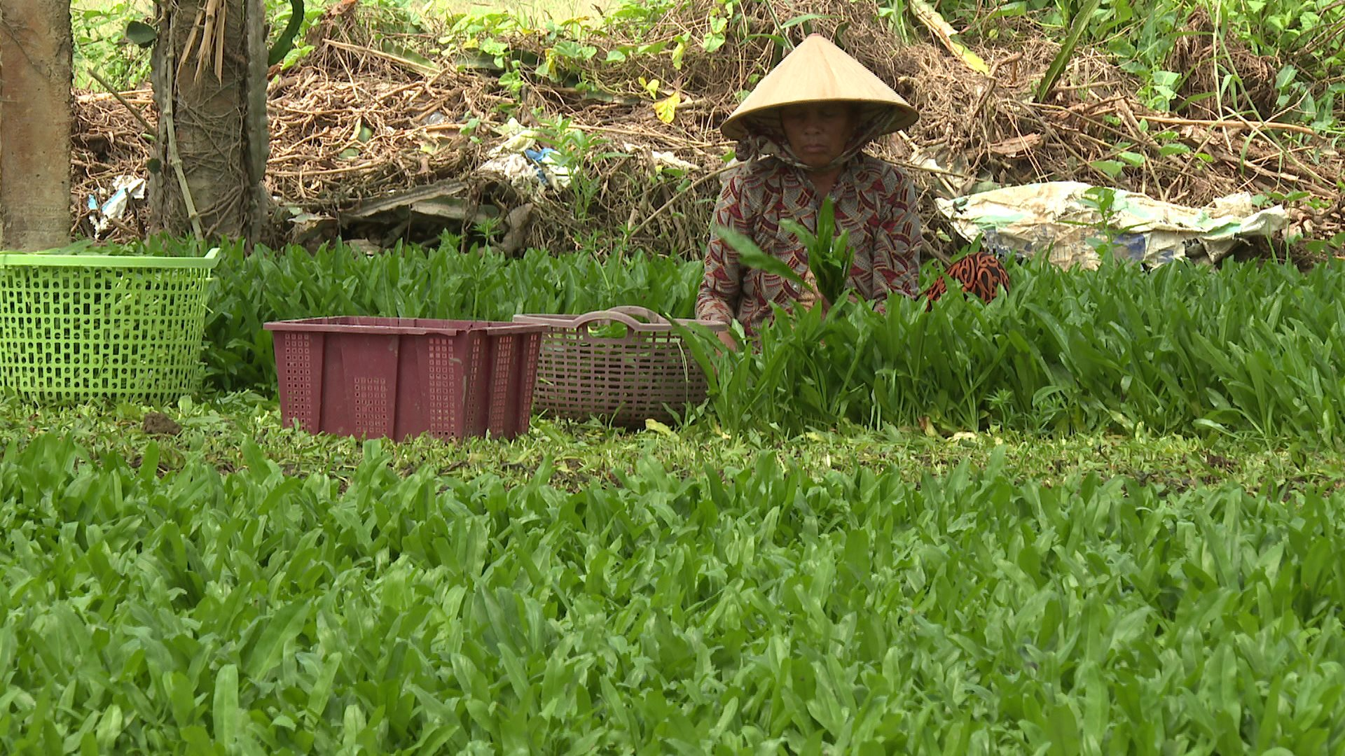 Thứ rau mới trồng tốt um, xước một tí thơm khắp đồng ở Bình Thuận, thu nhập cao hơn 10 lần so với lúa- Ảnh 2.