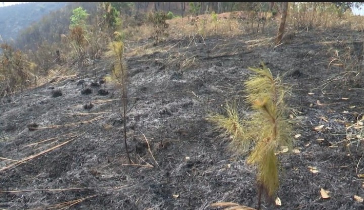Một hộ dân dọn, đốt rẫy làm cháy gần 9ha rừng ở Kon Tum- Ảnh 1.