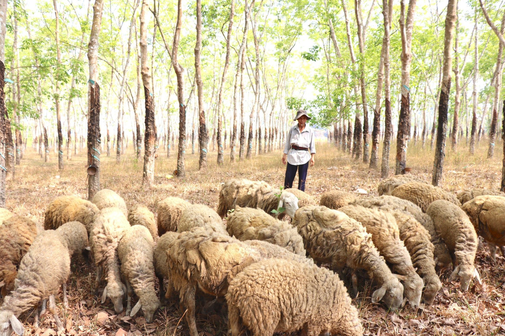 Vô một rừng cao su đẹp như phim ở Tây Ninh, bất ngờ gặp đàn vật nuôi chịu được nắng nóng tới 50 độ C- Ảnh 1.