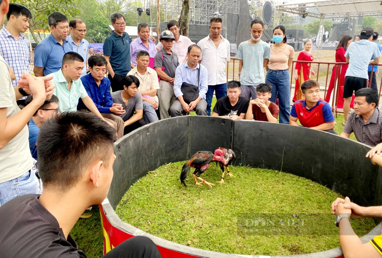 Hấp dẫn Hội thi chọi gà do Hội Nông dân Ninh Bình tổ chức tại Lễ hội Hoa Lư- Ảnh 2.