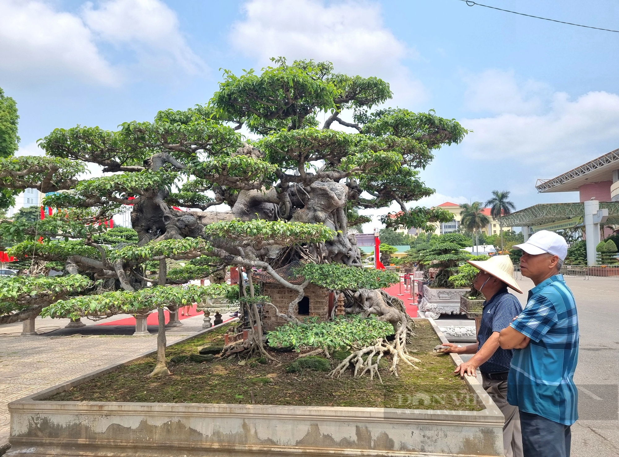 La liệt cây cảnh "hiếm có khó tìm" của 11 tỉnh, thành phố tề tựu tại một nhà thi đấu của Ninh Bình- Ảnh 11.