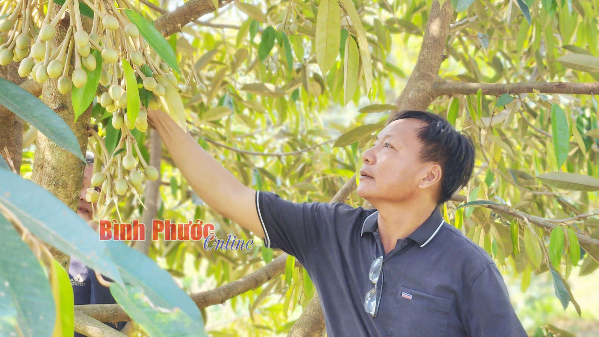 Một nông dân Bình Phước có tới 10ha trồng sầu riêng, năm nay bắt đầu cắt trái bán thu tiền về- Ảnh 1.