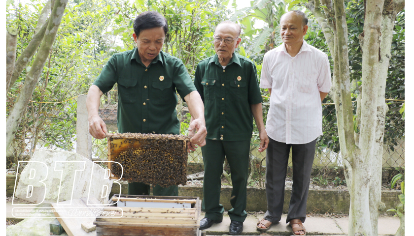 Mỗi năm bắt 'đội quân' ong nhả ra 700 lít mật vàng, cựu chiến binh Thái Bình thu 300 triệu- Ảnh 1.