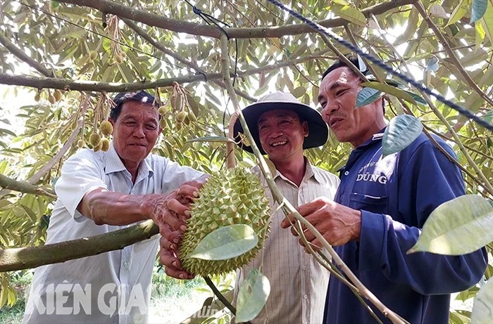 Vườn trồng "cây tiền tỷ" ở Kiên Giang vào vụ thu hoạch, giá bất giờ lao dốc, thương lái đã bỏ cọc chạy đi đâu?- Ảnh 1.
