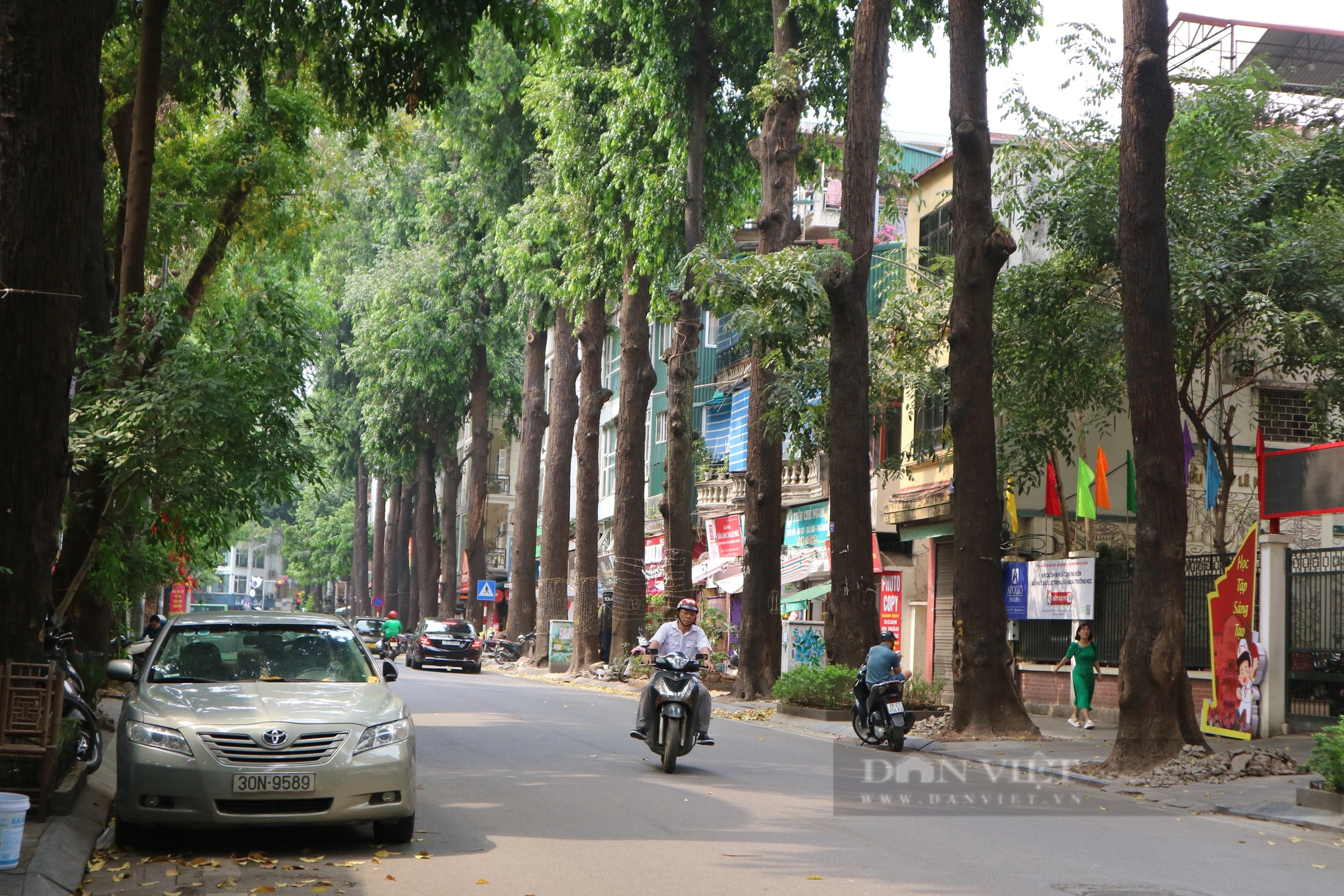 Mục sở thị hàng cây sao đen tại Hà Nội sau khi được  "giải cứu"- Ảnh 1.