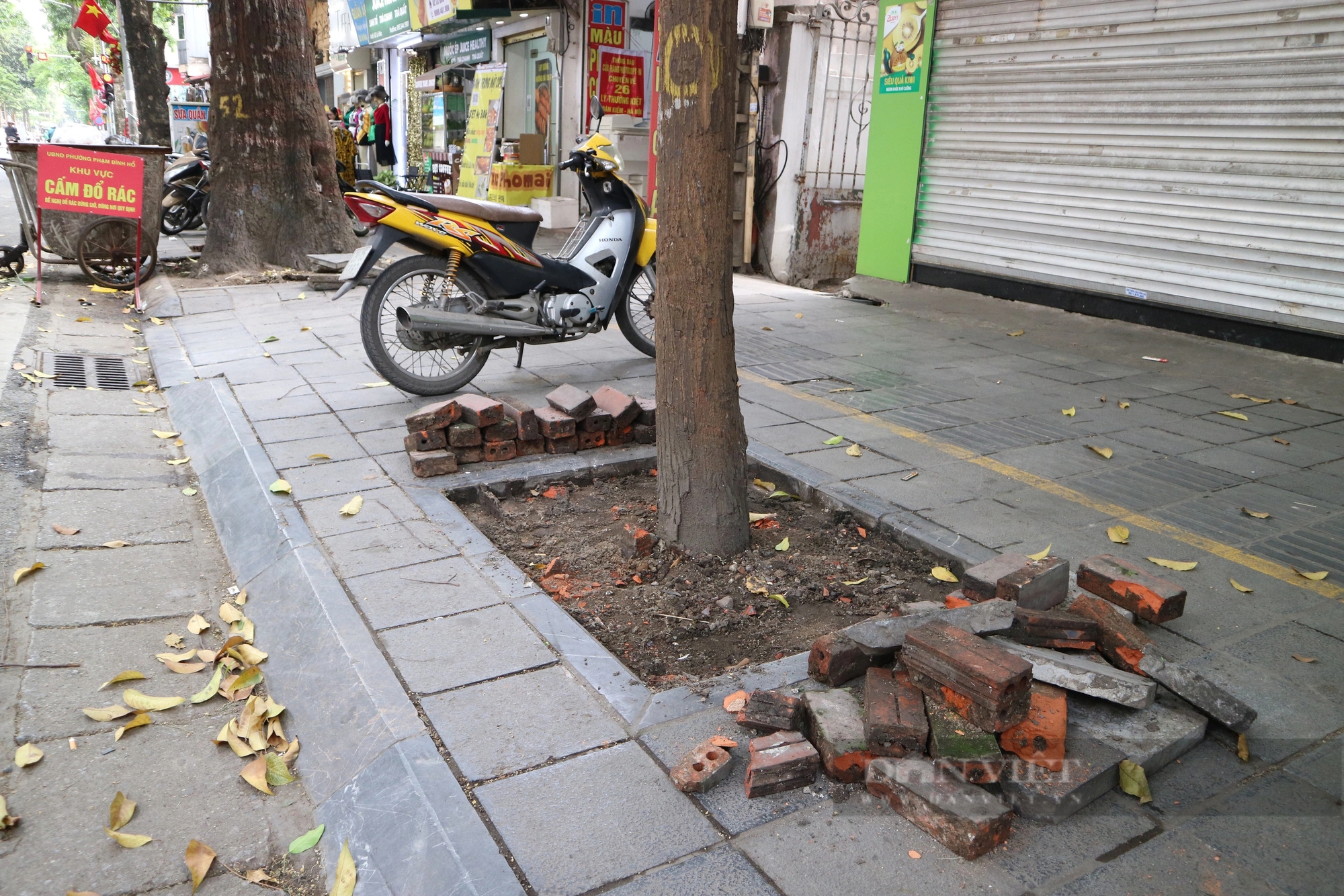 Mục sở thị hàng cây sao đen tại Hà Nội sau khi được  "giải cứu"- Ảnh 2.