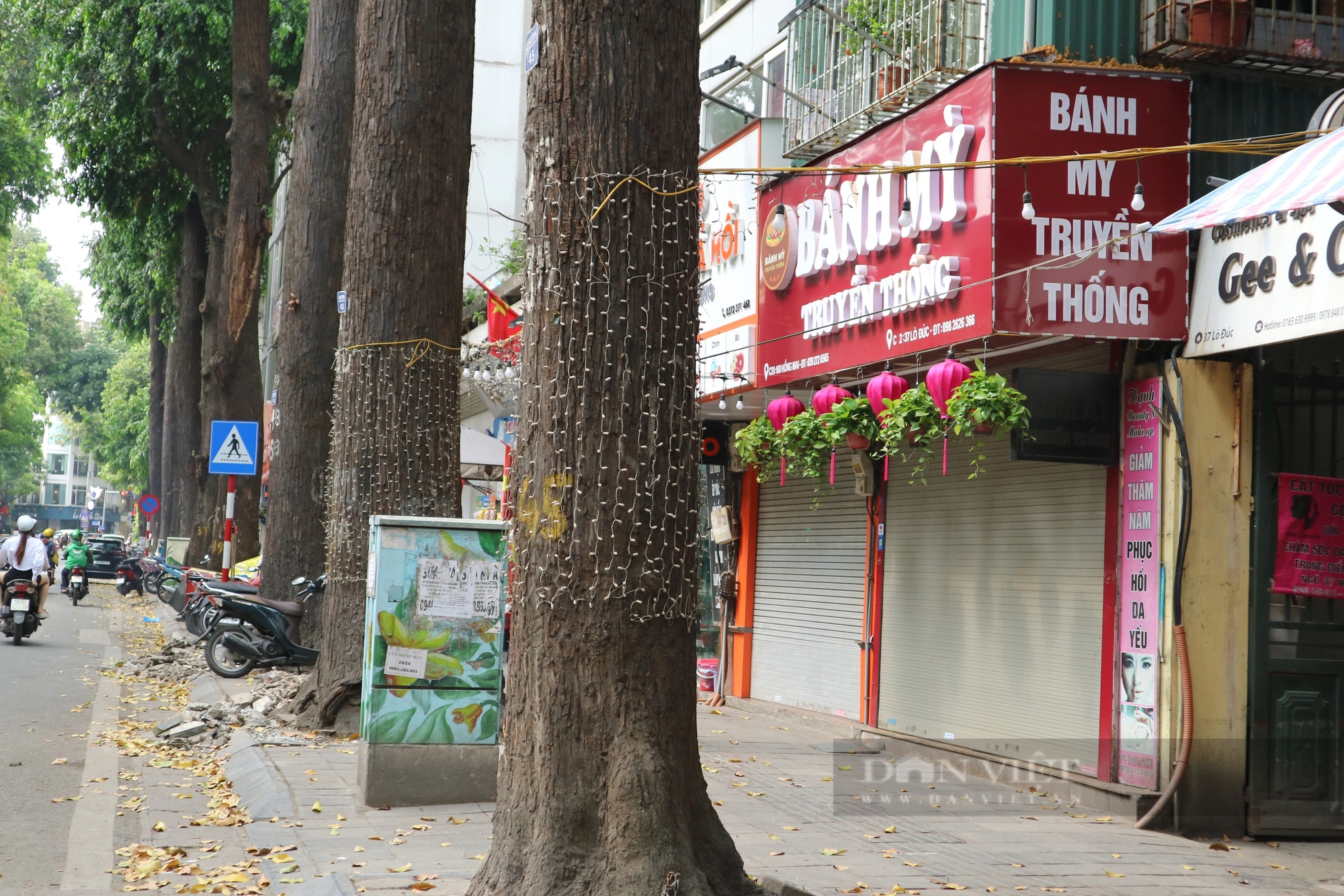Mục sở thị hàng cây sao đen tại Hà Nội sau khi được  "giải cứu"- Ảnh 6.