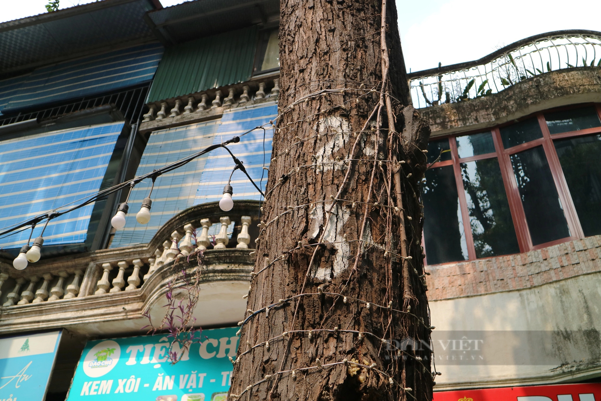 Mục sở thị hàng cây sao đen tại Hà Nội sau khi được  "giải cứu"- Ảnh 8.
