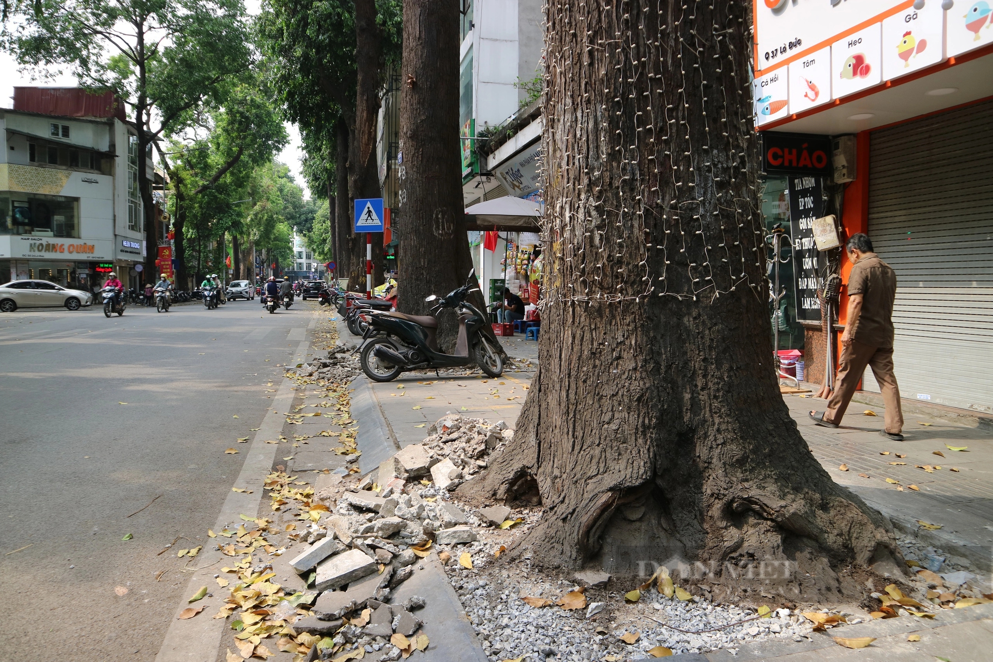 Mục sở thị hàng cây sao đen tại Hà Nội sau khi được  "giải cứu"- Ảnh 9.