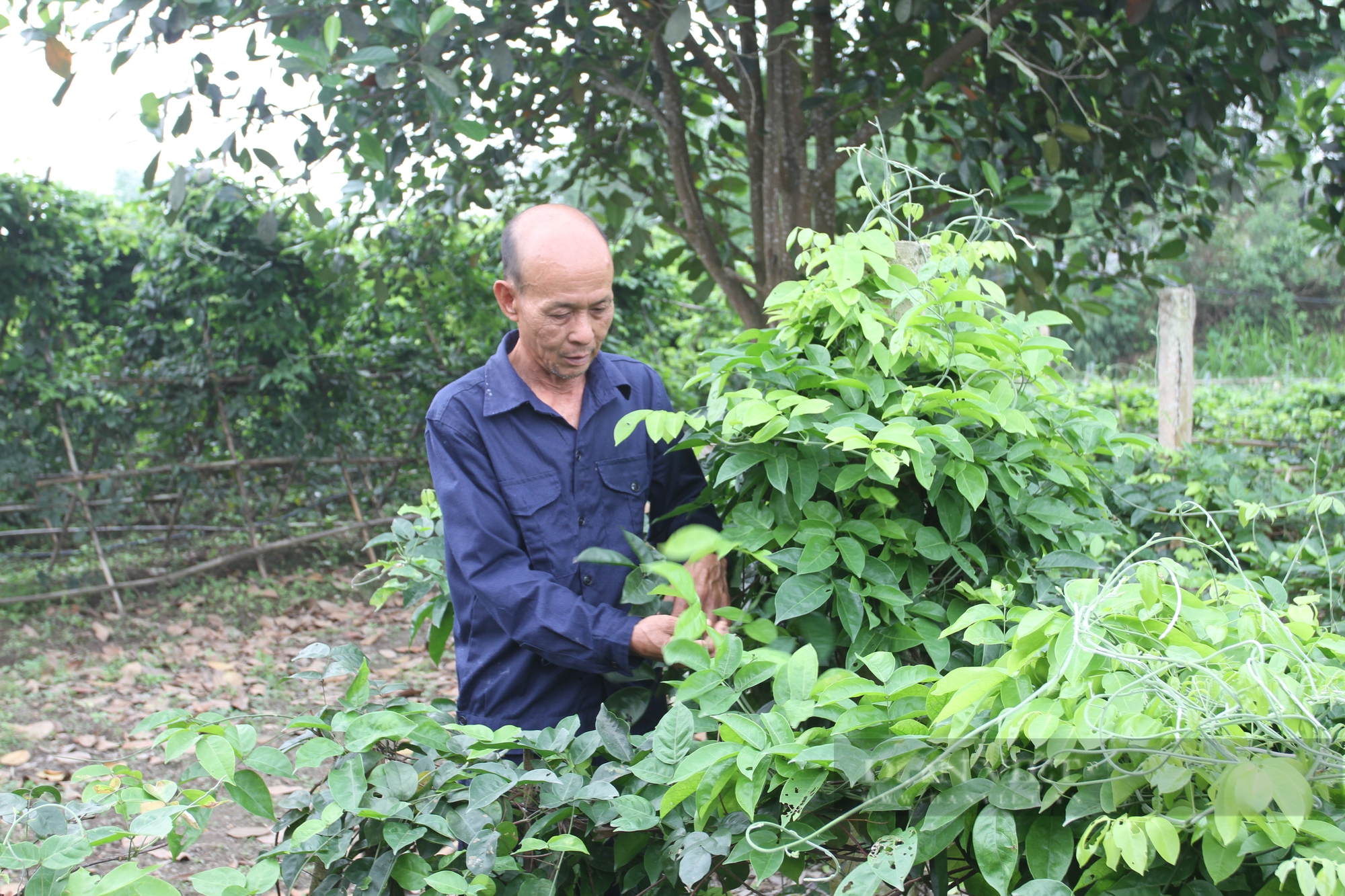 Những nông dân, hợp tác xã tiên phong sản xuất nông nghiệp tuần hoàn ở Thái Nguyên- Ảnh 3.