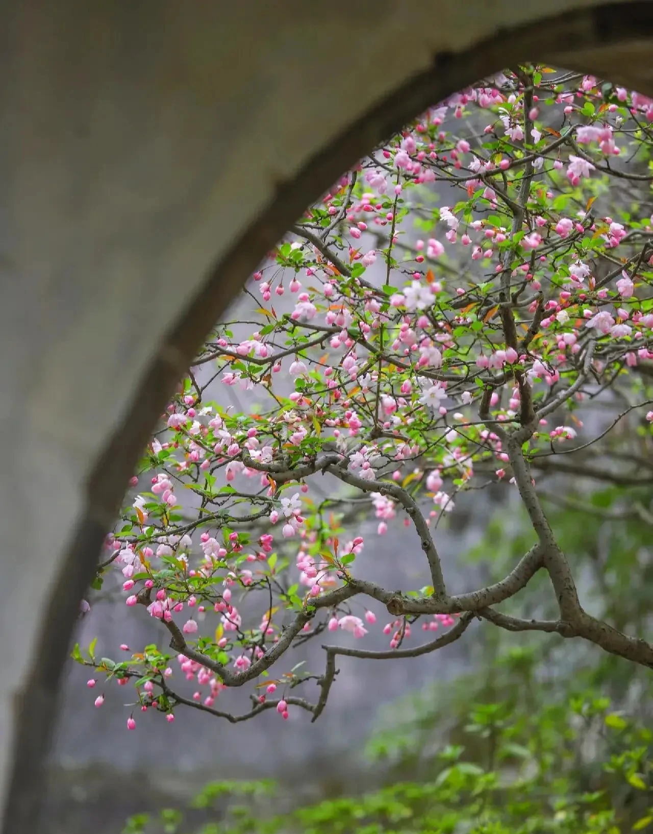 Nếu bạn có 1 khung cửa sổ, hãy trồng cây cảnh này để có góc thưởng trà đẹp mê hồn- Ảnh 6.