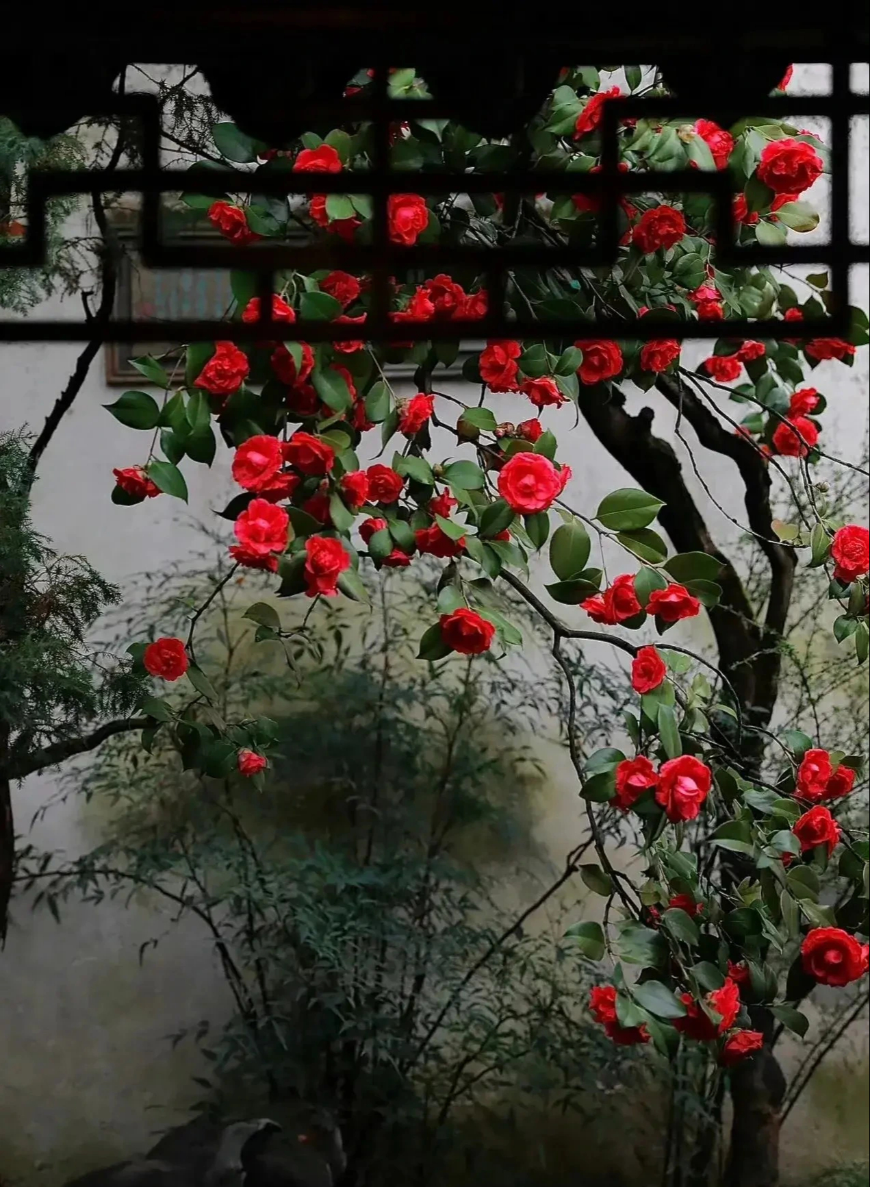 Nếu bạn có 1 khung cửa sổ, hãy trồng cây cảnh này để có góc thưởng trà đẹp mê hồn