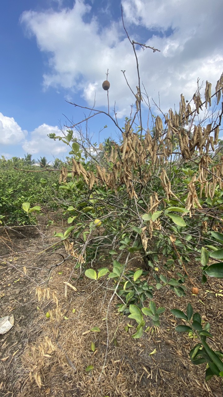 Khốc liệt hạn mặn miền Tây, nóng như rang, hơn 5.000ha vườn chanh, cây ăn trái ở Long An bị khô héo- Ảnh 5.