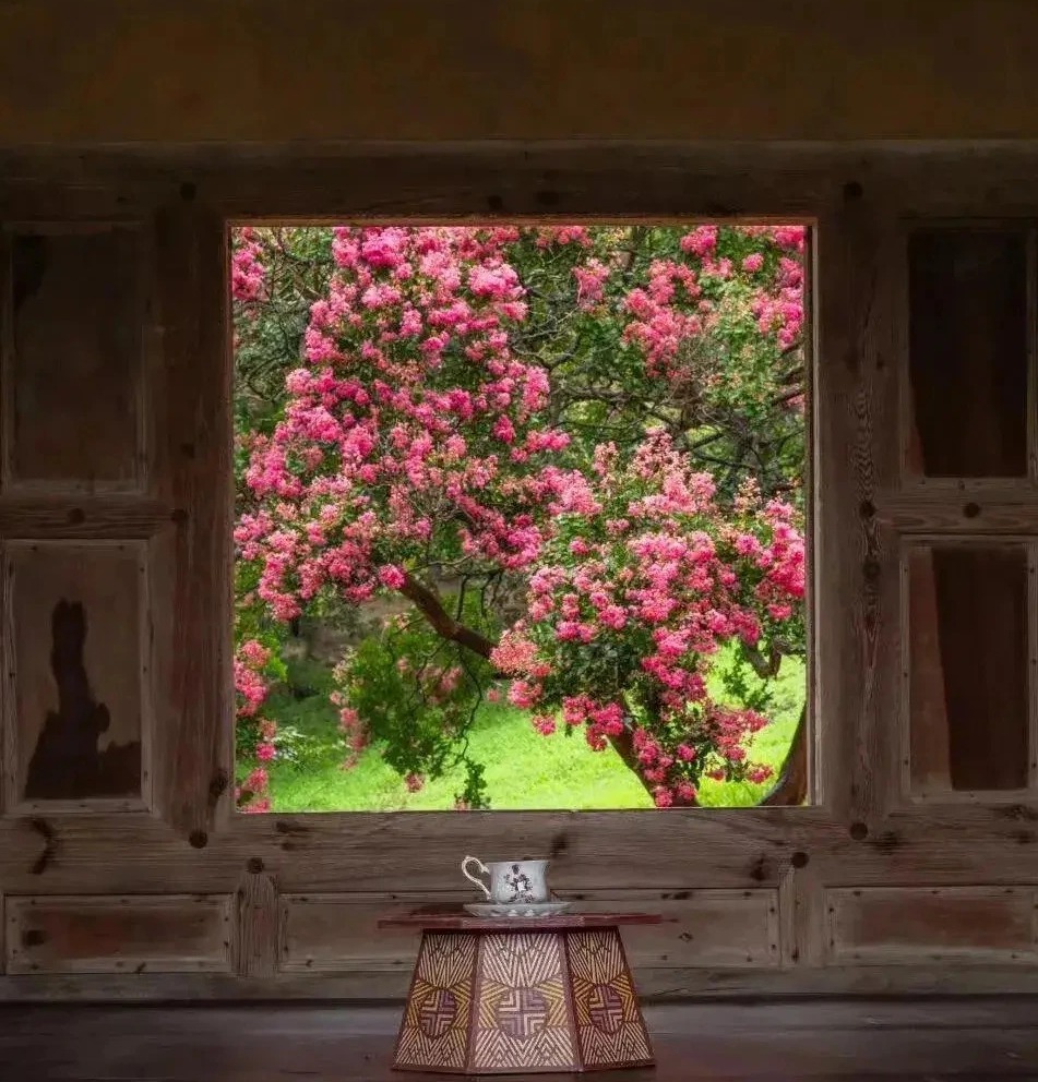 Nếu bạn có 1 khung cửa sổ, hãy trồng cây cảnh này để có góc thưởng trà đẹp mê hồn- Ảnh 1.