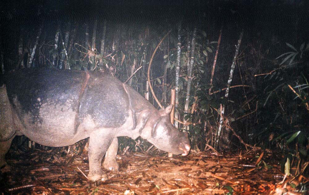Con tê giác cuối cùng của Việt Nam và tiếng thét tưởng nhớ- Ảnh 10.