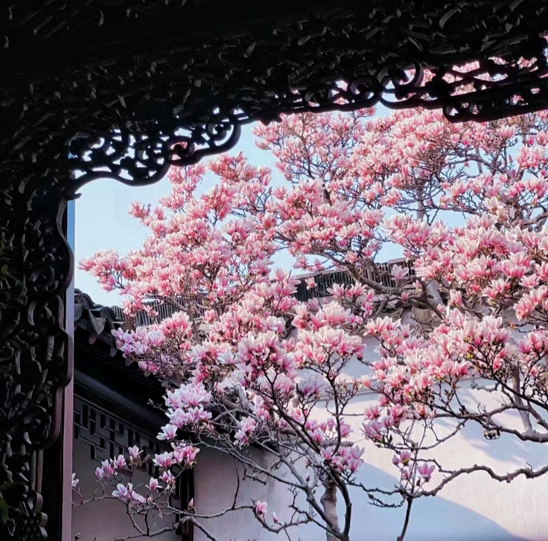 Nếu bạn có 1 khung cửa sổ, hãy trồng cây cảnh này để có góc thưởng trà đẹp mê hồn- Ảnh 3.