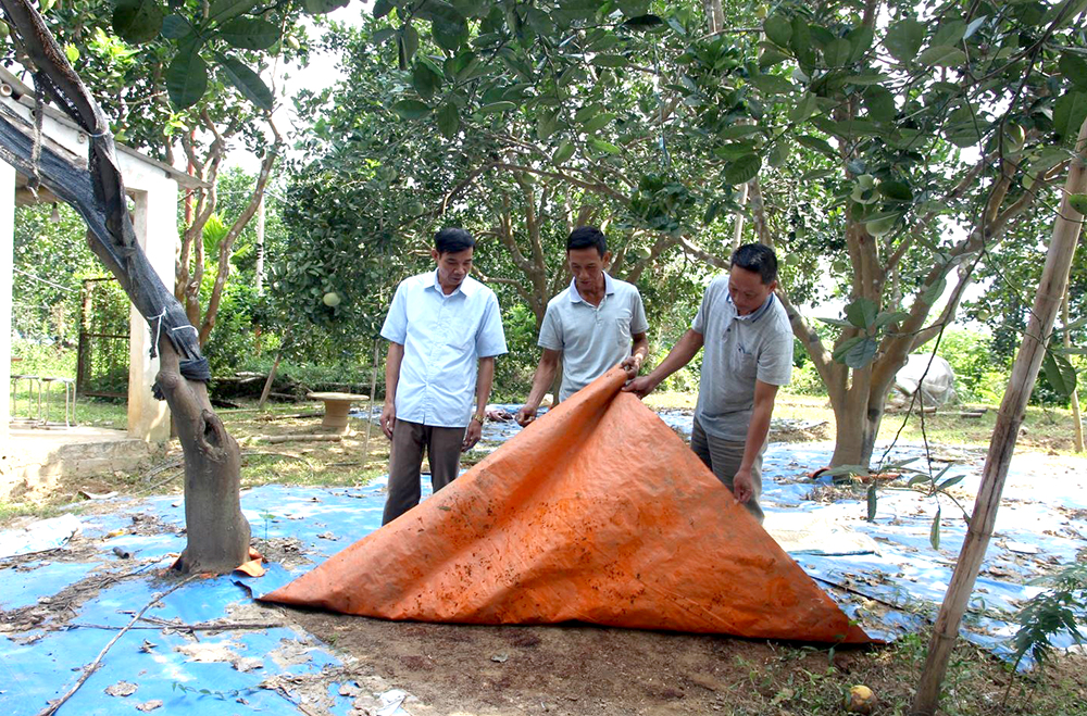 Một huyện của tỉnh Phú Thọ sở hữu thứ trái cây 'tiến vua', mỗi năm mang về cho nông dân 300 tỷ đồng- Ảnh 4.