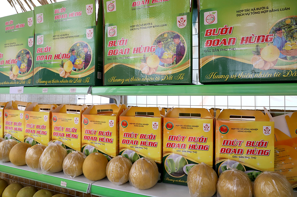 Một huyện của tỉnh Phú Thọ sở hữu thứ trái cây 'tiến vua', mỗi năm mang về cho nông dân 300 tỷ đồng- Ảnh 3.