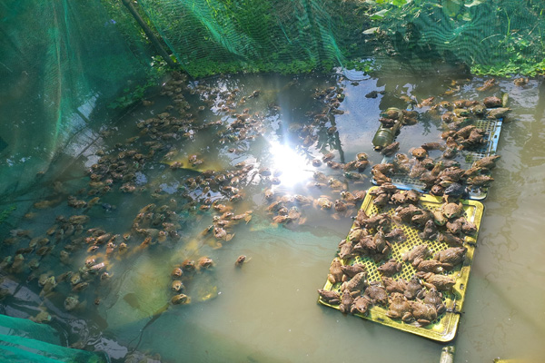 Ở một cái vườn tại Hậu Giang, thấy đàn ếch nằm dày đặc trên mặt nước, mỗi lần bắt bán 1,3 tấn- Ảnh 5.