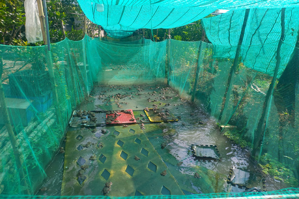 Ở một cái vườn tại Hậu Giang, thấy đàn ếch nằm dày đặc trên mặt nước, mỗi lần bắt bán 1,3 tấn- Ảnh 4.