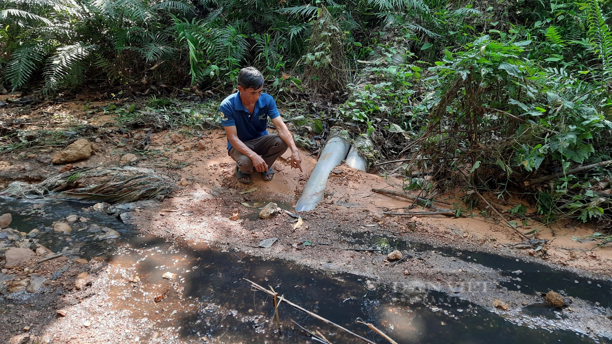 Xác minh, kiểm tra hiện trường trại nuôi lợn công nghệ cao bị nghi xả thải, khiến cá chết hàng loạt ở Quảng Trị- Ảnh 6.