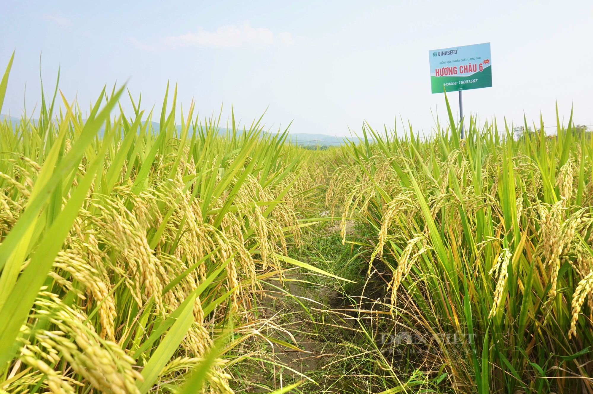 Bộ đôi giống lúa của Vinaseed có đặc tính gì mà nông dân Quảng Nam thích thú?- Ảnh 2.