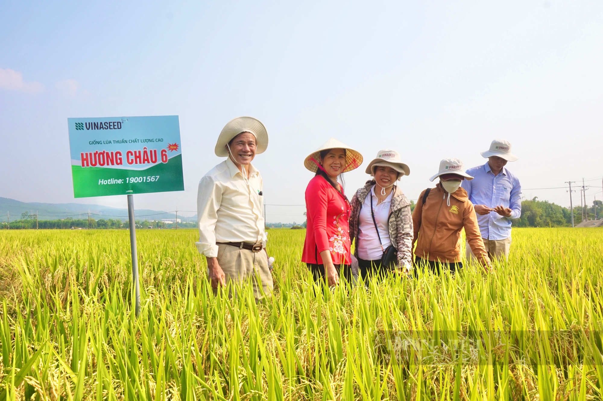 Bộ đôi giống lúa của Vinaseed có đặc tính gì mà nông dân Quảng Nam thích thú?- Ảnh 3.