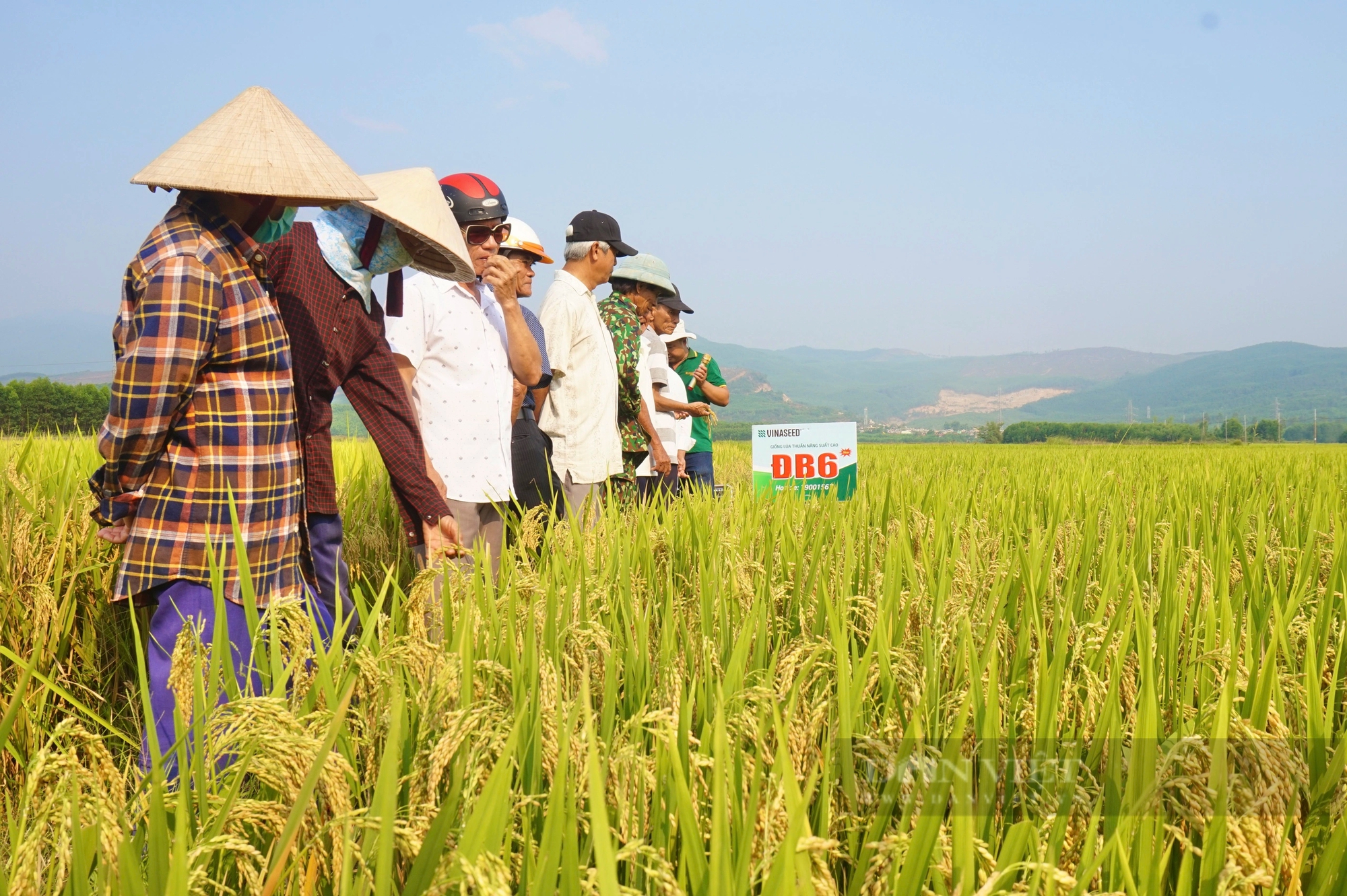 Bộ đôi giống lúa của Vinaseed có đặc tính gì mà nông dân Quảng Nam thích thú?- Ảnh 4.