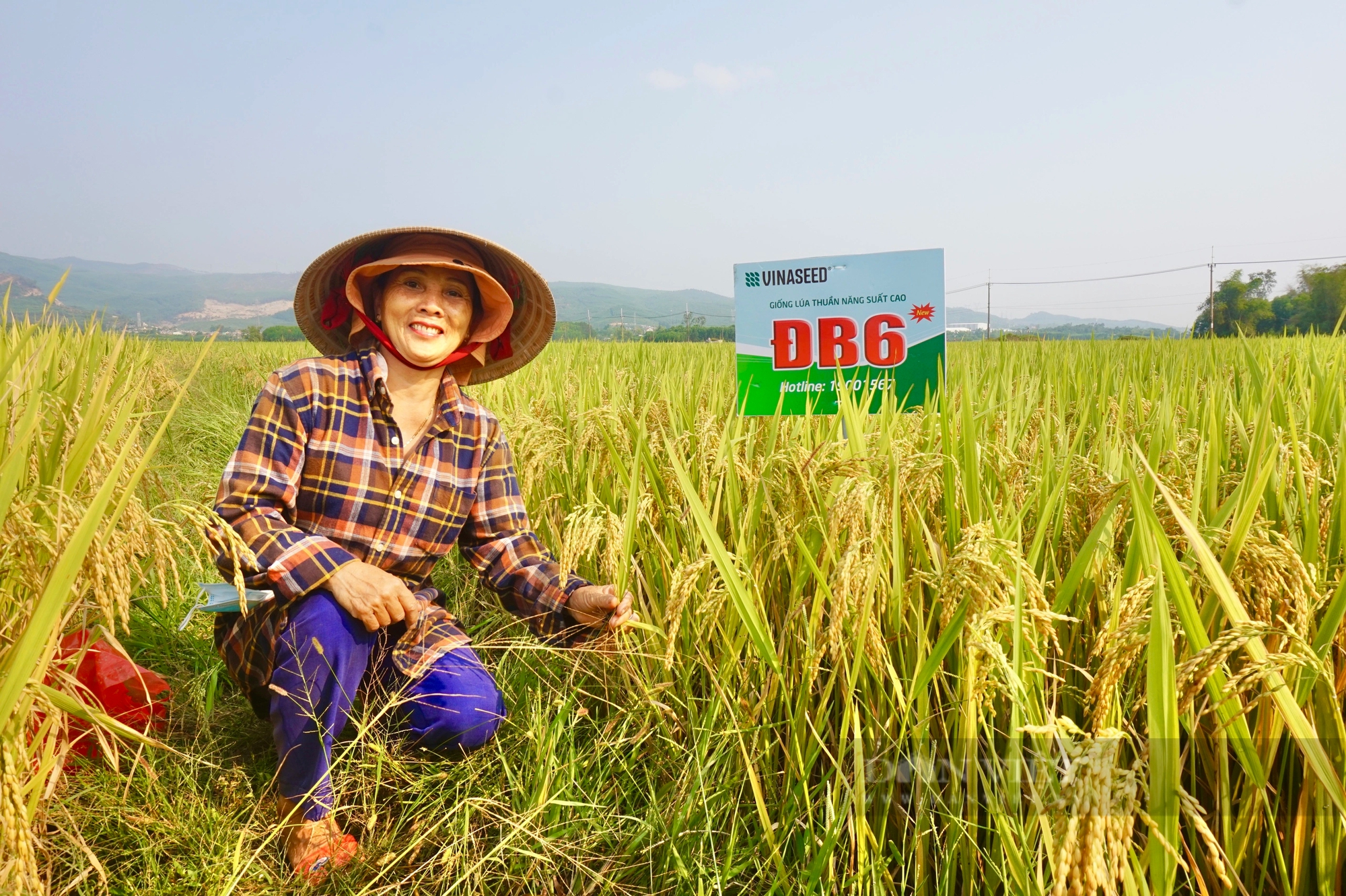 Bộ đôi giống lúa của Vinaseed có đặc tính gì mà nông dân Quảng Nam thích thú?- Ảnh 5.
