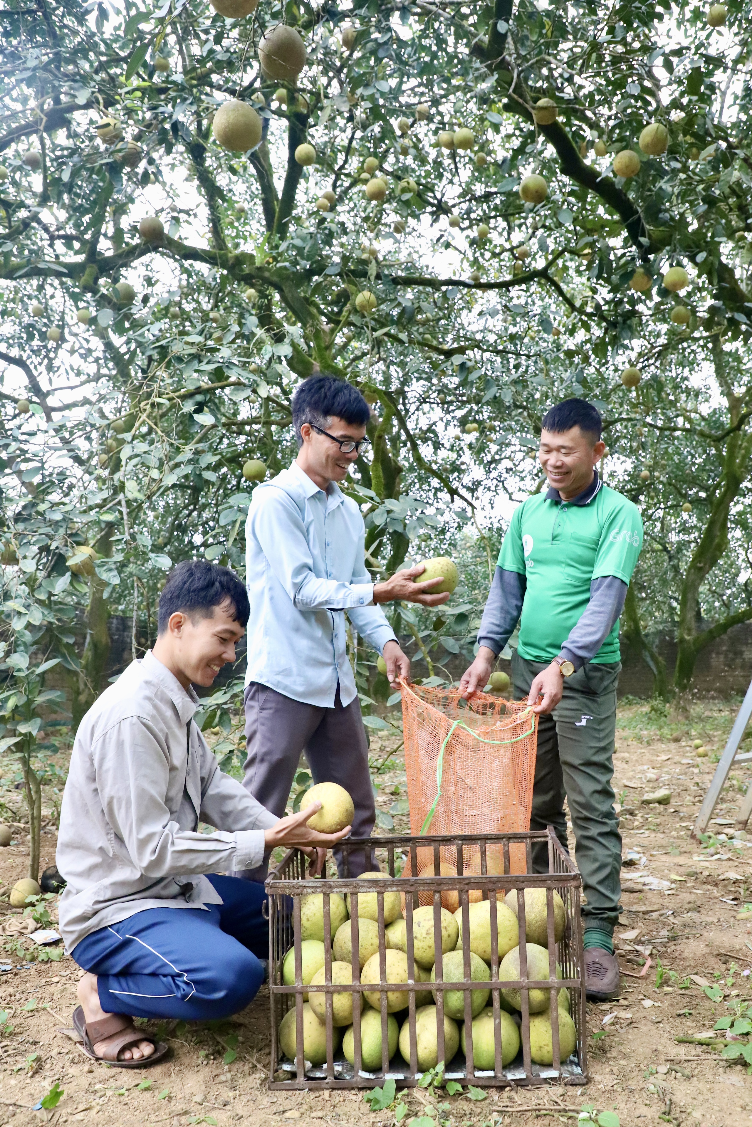 Một huyện của tỉnh Phú Thọ sở hữu thứ trái cây 'tiến vua', mỗi năm mang về cho nông dân 300 tỷ đồng- Ảnh 2.