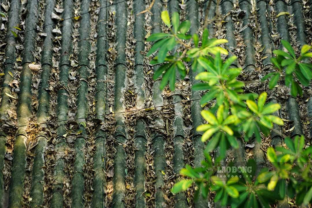 Cảnh hoang tàn, lá khô, cỏ dại bao phủ tại Hãng phim truyện Việt Nam- Ảnh 8.