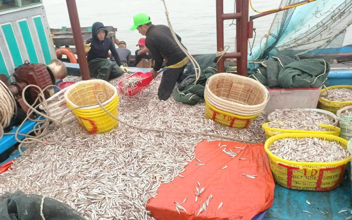 Ở một làng chài anh hùng của tỉnh Quảng Bình, dân đánh bắt cá biển thu hơn 50 tỷ/tháng