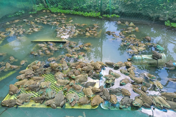 Ở một cái vườn tại Hậu Giang, thấy đàn ếch nằm dày đặc trên mặt nước, mỗi lần bắt bán 1,3 tấn- Ảnh 2.