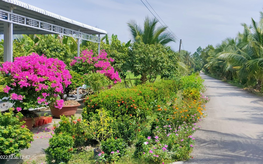 Đẹp mê tơi tuyến đường hoa nông thôn mới tỉnh Hậu Giang, dân tình tha hồ chụp hình, quay phim