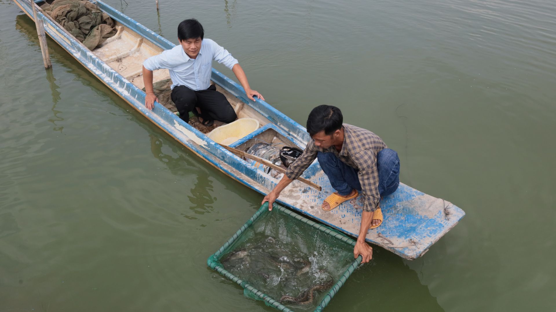Nuôi thành công cá đặc sản ao đất ở Tây Ninh, dân bán 180.000-230.000 đồng/kg, hễ kéo lên là bán hết sạch- Ảnh 2.