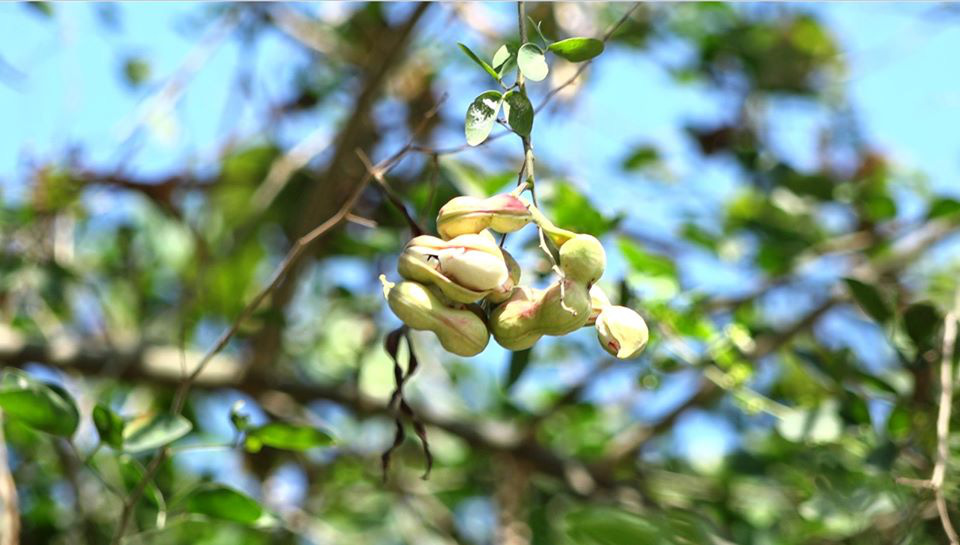 Đây là loại trái dại tha la mặt nước ở miền Tây, ăn bùi bùi, thơm thơm, muốn nhằn mãi thôi, đó là trái gì?- Ảnh 3.