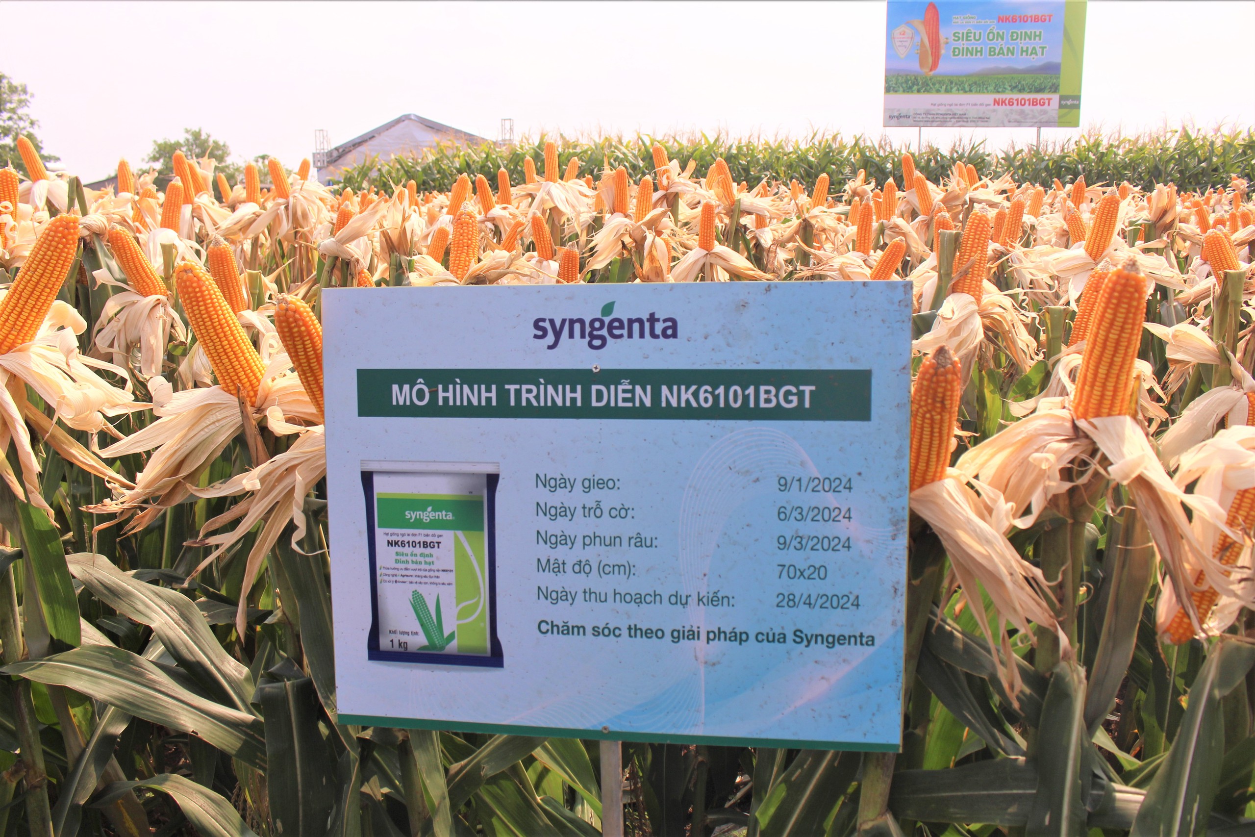 Syngenta ra mắt sản phẩm giống ngô giải quyết mối lo sâu đục thân, năng suất lên đến 9 tấn/ha- Ảnh 8.