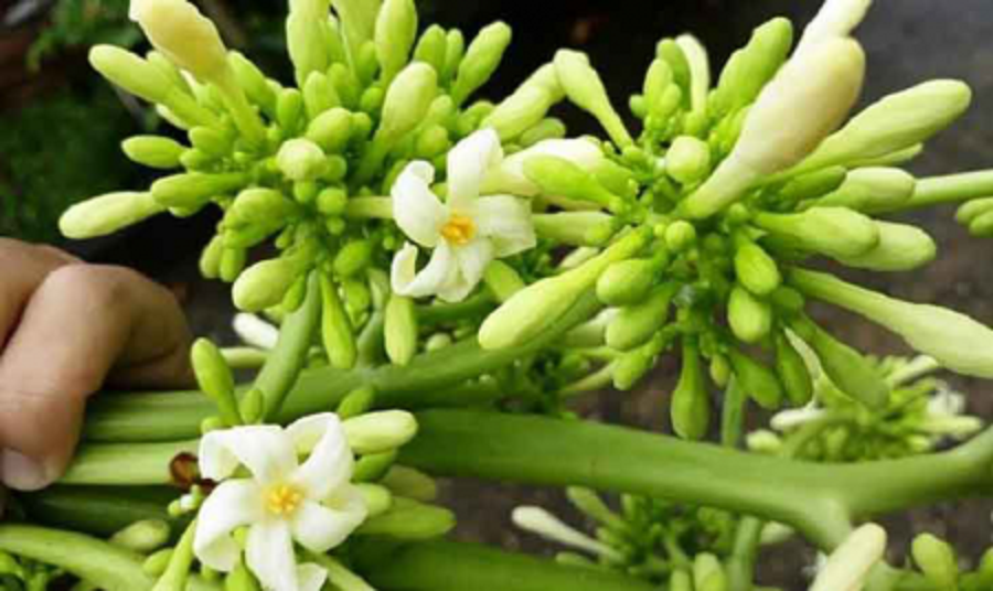 Loại hoa "đắng gắt" mọc đầy ở quê, nay là đặc sản 1,5 triệu đồng- Ảnh 1.