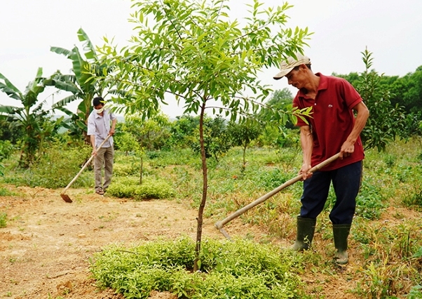 Một loại cây ngoại lai, xuất xứ Ấn Độ, bán được lá, quả, sau 13 năm ra gỗ quý, trồng thành công ở Quảng Trị- Ảnh 1.